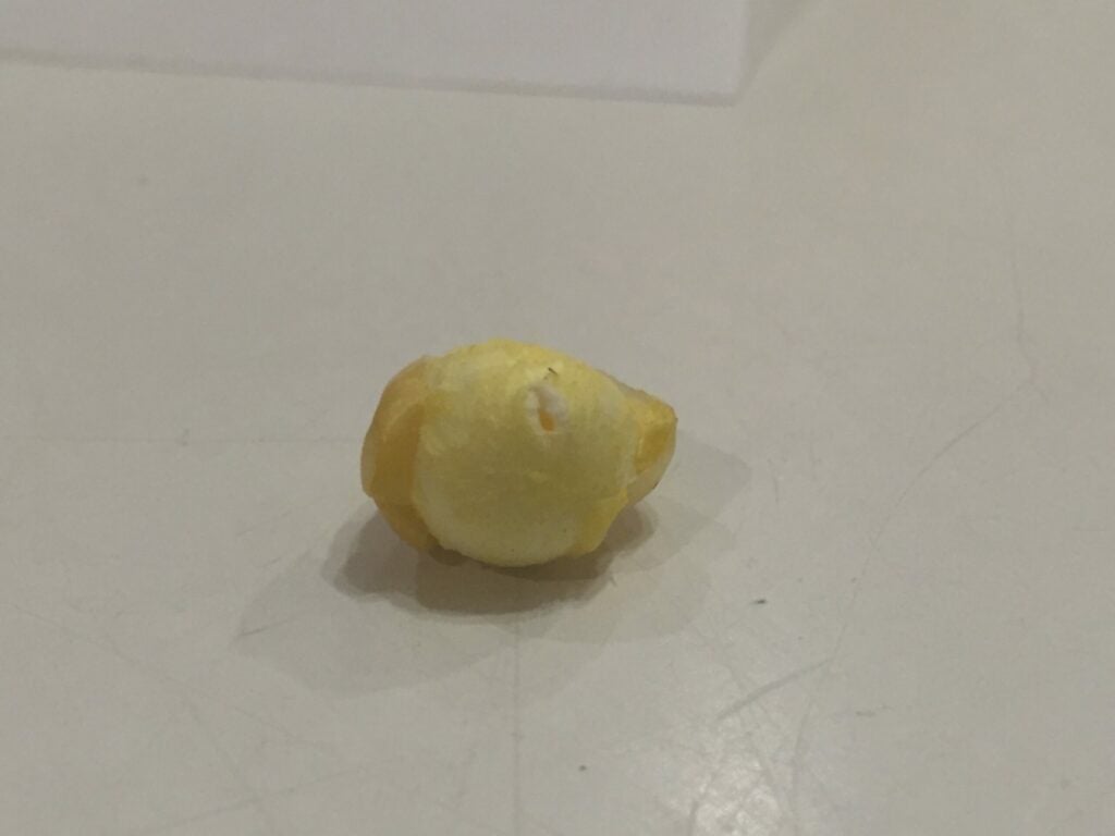 A microwaved half-popped popcorn kernel