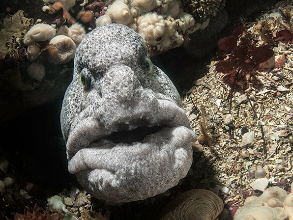 If the crazy appearance of this guy wasn't enough, the wolf eel isn't an eel or a wolf! It's actually just a very long, eel-shaped fish. That ferocious-looking giant mouth is really just designed for eating urchins. Those faces look a bit like something only a mother could love, but wolf eels pair off into long-term relationships. Photograph was taken in Browning Wall, British Columbia, Canada.