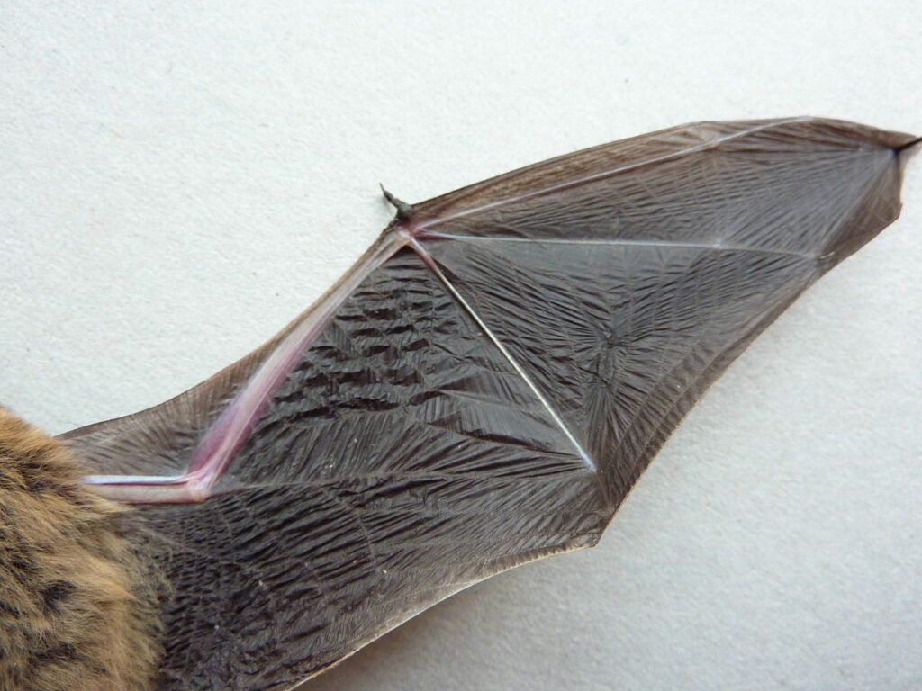 Underside Of A Bat Wing