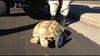 Wildman Phil, who educates children by showing them reptiles, had his Suburban stolen this week. This little guy, a three-legged tortoise named Stumpy--Stumpy!--was in that vehicle, along with other animals. They were all recovered safely the next day.