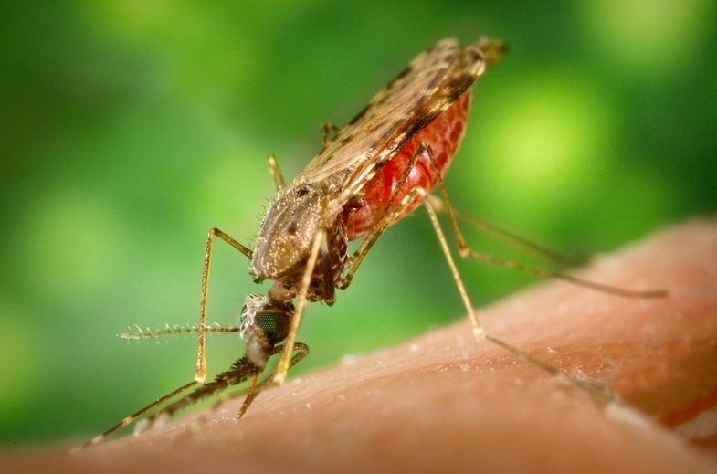 To Kill Malaria Parasite, Feed Bacteria To Mosquitoes