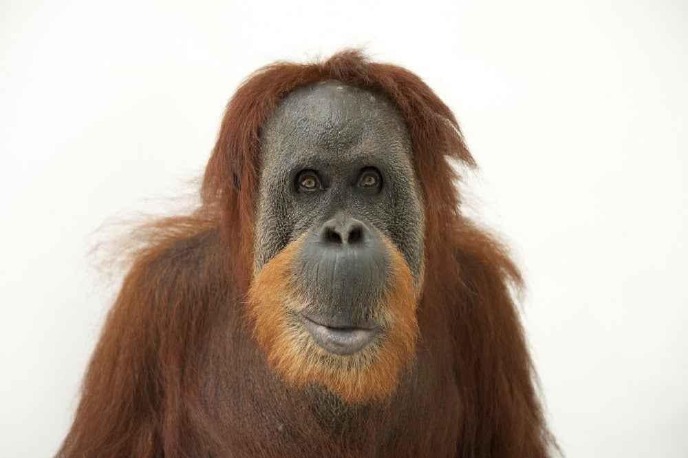 A Sumatran orangutan