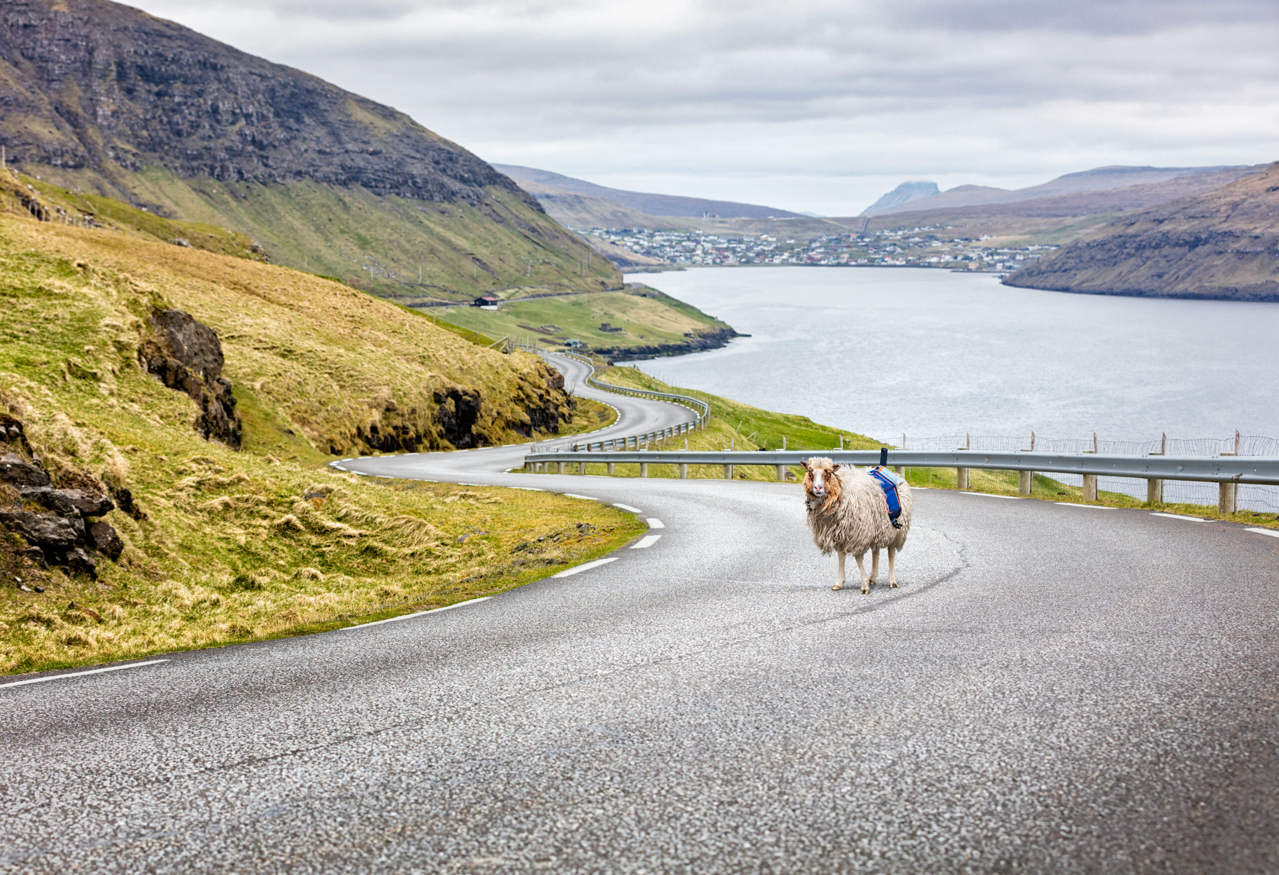 Sheep Equipped with 360-Degree Cameras Roam the Faroe Islands with a Purpose