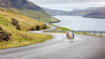 Sheep Equipped with 360-Degree Cameras Roam the Faroe Islands with a Purpose