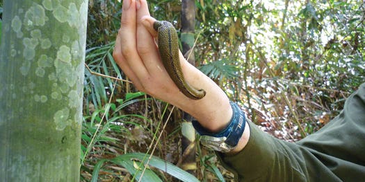 How Leeches Can Track Down The World’s Rarest Animals