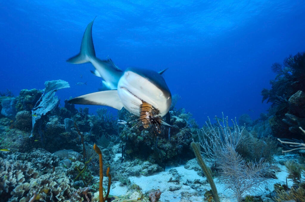 Caribbean reef shark eating a lionfish