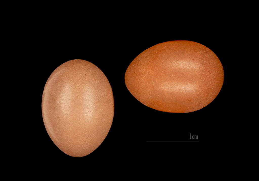 Cetti's Warbler Eggs