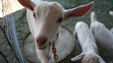 Herd Of Secret Drug Goats Discovered At Biotech Ranch