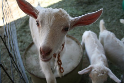 Goats Act A Lot More Like Dogs Than We Thought