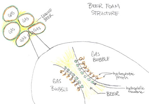 Mannoproteins stabilize the beer foam by interacting simultaneously with the gas in the bubbles and with the liquid beer. The hydrophobic parts of the mannoprotein (orange) line up along the interface between liquid and air. The hydrophilic parts (green) associate strongly with the beer to hold it in place.