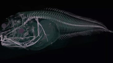 How we found a beautiful new species of snailfish deep beneath the sea