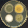 Aspergillus nidulans fungus grows on a petri dish