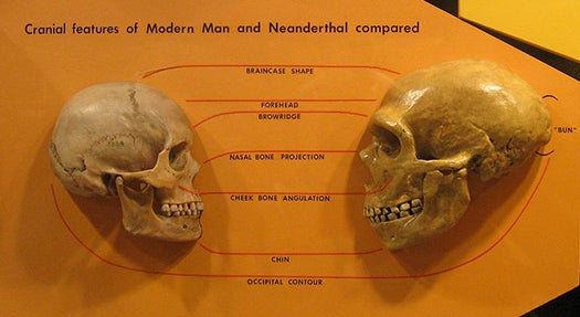 A comparison of skull features of an anatomically modern human and a Neanderthal.