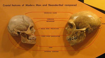 Their Big Eyes May Have Caused Neanderthals’ Demise