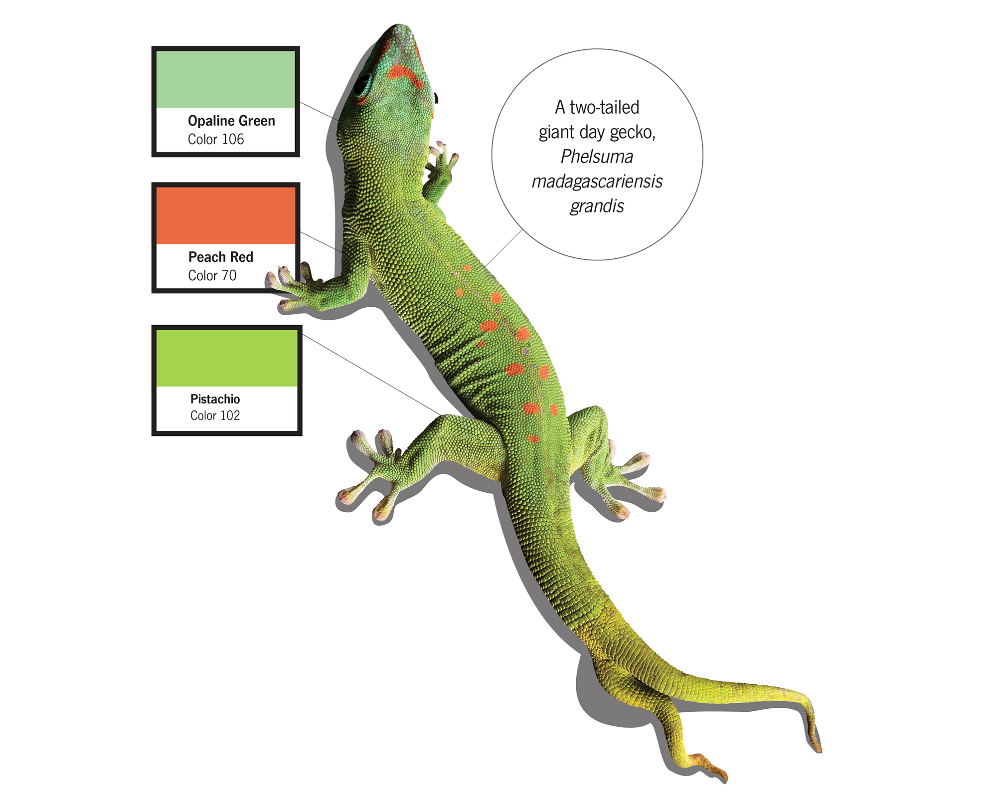 The Crazy-Specific Colors Biologists Use To Describe Animals