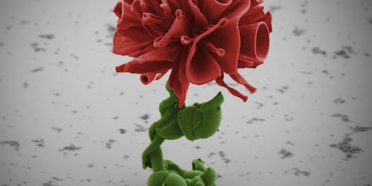 These Self-Assembling Nanoflowers Are As Beautiful As They Are Tiny