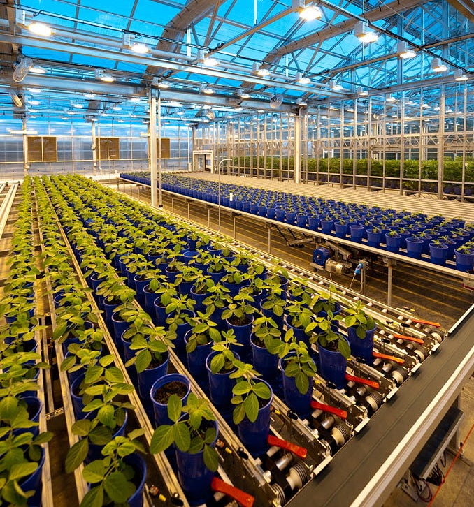Soybeans in Automated Greenhouse