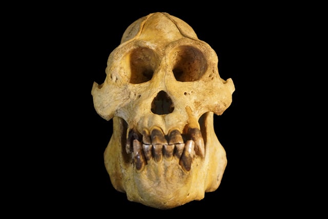 Orangutan skull