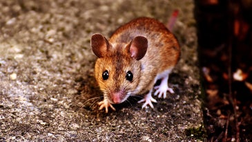Scientists know how to make mice angry—but mice know how to keep their cool