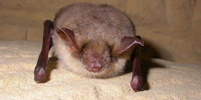 Hibernation Doesn’t Affect Memory, At Least For Bats