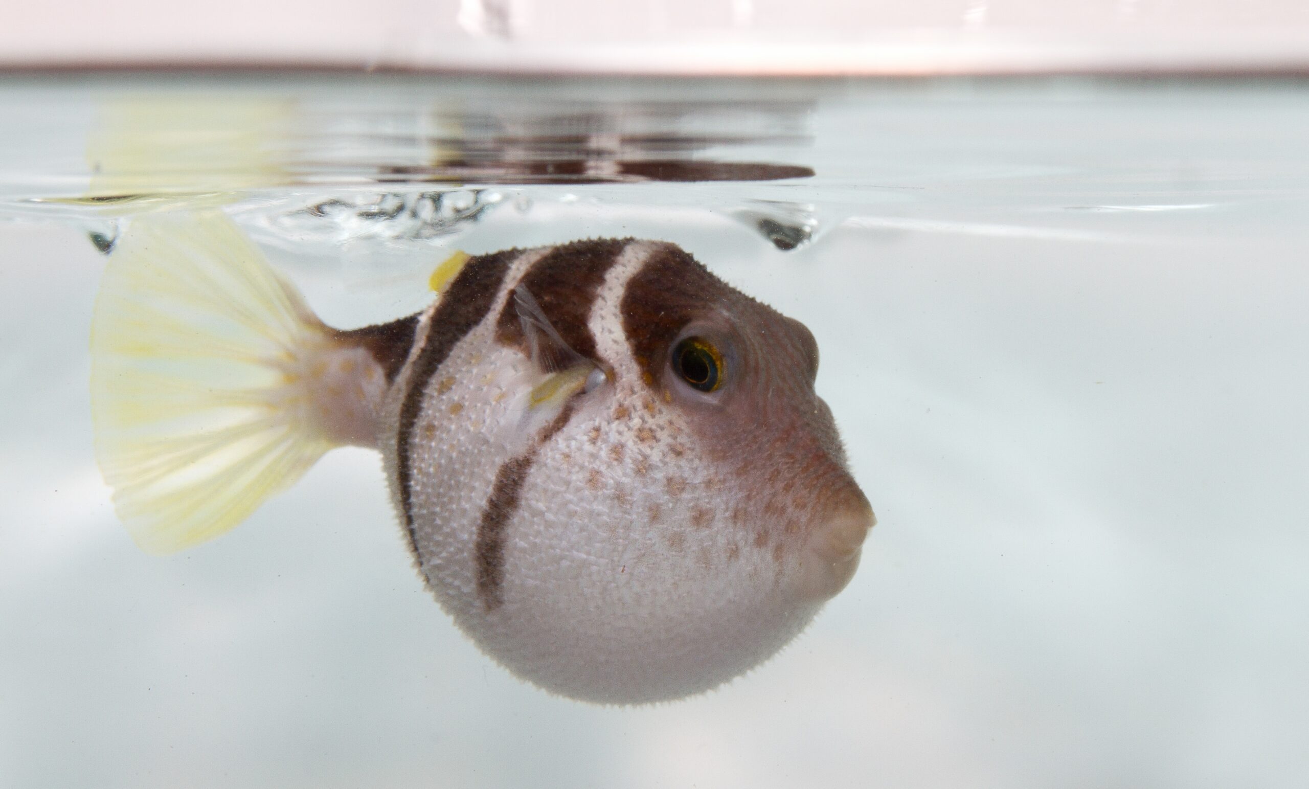 Pufferfish Don’t Hold Their Breaths To Stay Puffed, Scientists Find