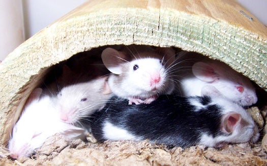 Genetic Tweak Creates a Mouse With Super-Endurance