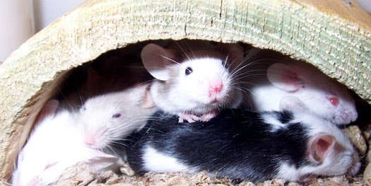 Genetic Tweak Creates a Mouse With Super-Endurance