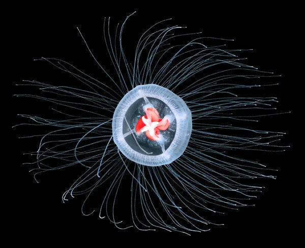 Let's start with the oldest-living animal of all, and one of the strangest in the entire animal kingdom: <em>Turritopsis nutricula</em>, otherwise known as the immortal jellyfish. You might think that this animal's common name is poetic, that perhaps it lives for a few hundred years, impressing generations of scientists--but you'd be wrong. Its name is literal: <em>Turritopsis nutricula</em> is biologically immortal. The immortal jellyfish can theoretically live forever, thanks to a process that is believed to be unique, called transdifferentiation. It has the ability, at any stage in its life, to completely transform back into a polyp, its earliest stage of life. You can imagine it like the mythical phoenix, an immortal bird which is repeatedly reborn as a chick. The immortal jellyfish doesn't die; it merely regenerates its cells in a younger stage, then ages naturally again. That doesn't mean all <em>Turritopsis nutricula</em> are immortal; the species is a small invertebrate in the ocean, and is susceptible to all of the nasty things that can befall such creatures, whether that's being eaten or succumbing to disease. But it is biologically capable of immortality. The New York Times Magazine ran a great article about the immortal jellyfish last year--<a href="http://www.nytimes.com/2012/12/02/magazine/can-a-jellyfish-unlock-the-secret-of-immortality.html?pagewanted=all&amp;_r=0">highly recommended reading</a>.