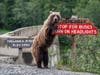 Bear next to street signs
