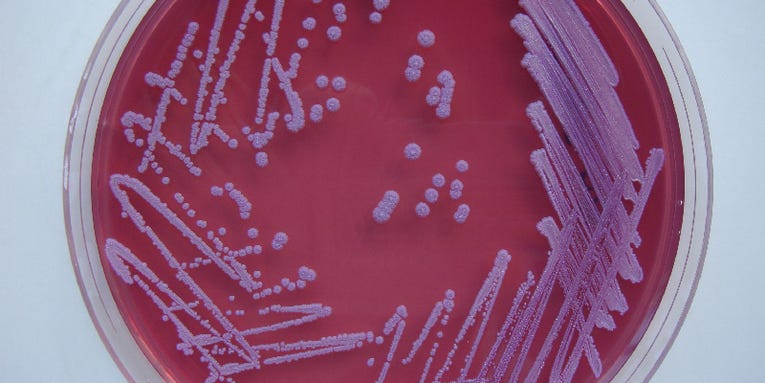 Bacteria Can Quickly Swap Genes With Each Other Through A Global Network