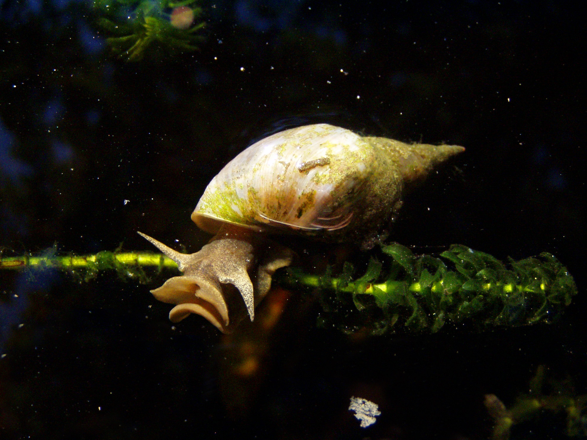 Scientists Force Snails To Exercise To See If It Affects Their Decision-Making Skills