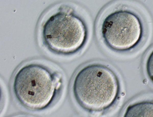 Researchers Tag Eggs and Embryos With Bar Codes, For Easy In-Vitro Fertilization