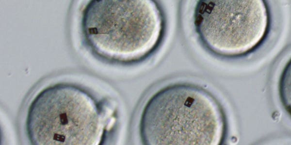 Researchers Tag Eggs and Embryos With Bar Codes, For Easy In-Vitro Fertilization
