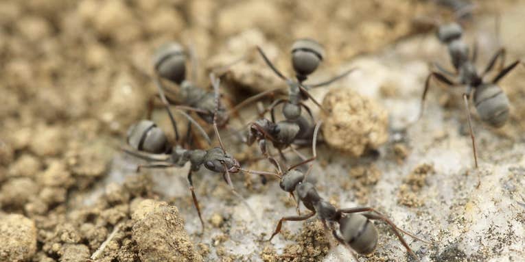 Ants perfected farming 30 million years ago in the desert