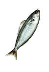 <strong>Mercury</strong><br />
Fish can soak up mercury from environmental pollution, and when you eat them, you get it too. Mercury can be highly toxic, damaging the nervous system and possibly causing birth and developmental defects.