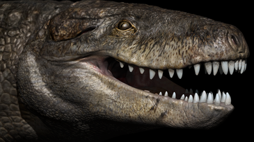 This ancient one-ton crocodile had steak knives for teeth