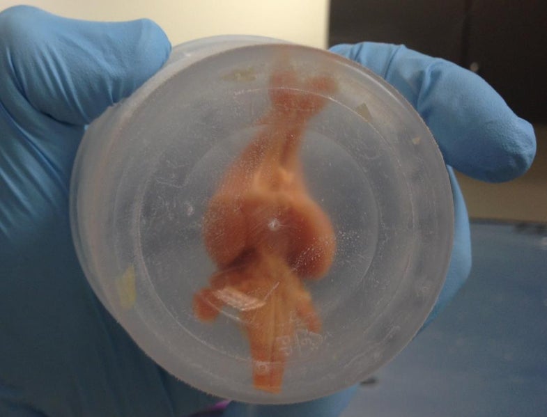 Researchers Have Preserved An Entire Rabbit Brain
