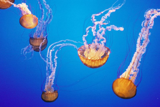 Swedish Researchers Harness Green Goo to Create Solar Cells from Jellyfish