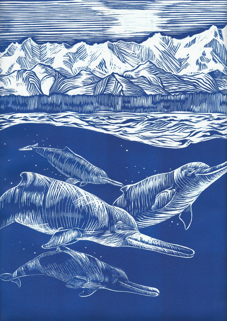 Arktocara yakataga ancient dolphins swimming in the Arctic