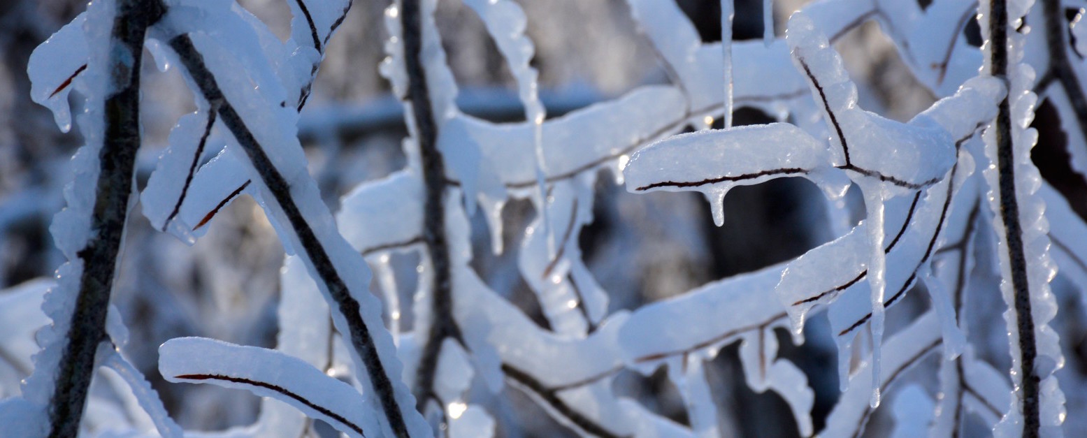 Scientists are enrolling trees in a wet bark contest to understand the effects of ice storms