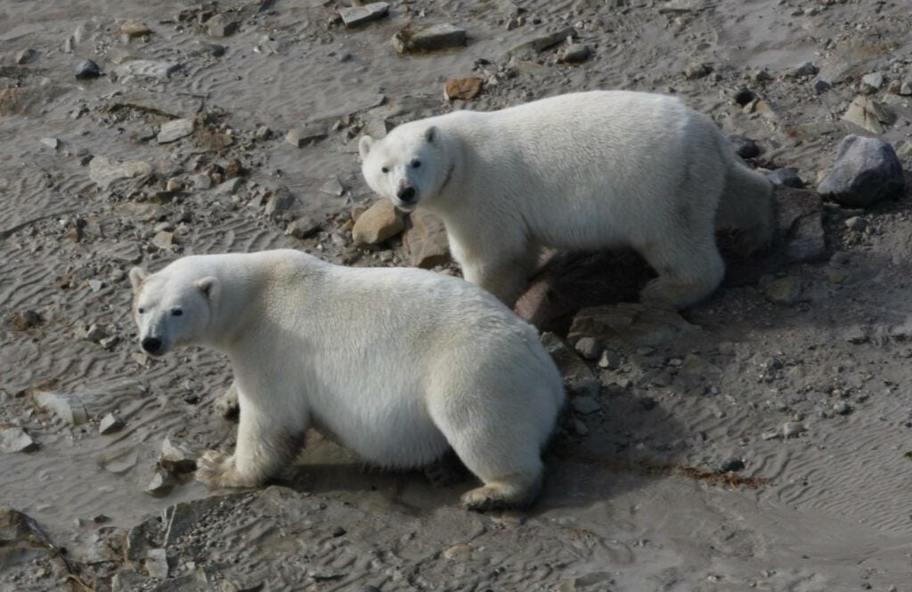 Polar bears near the coast of the western Hudson Bay