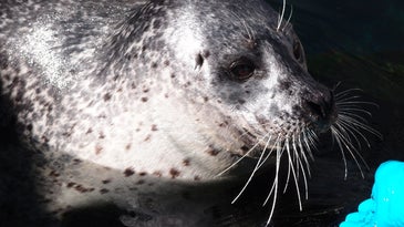 Why Do Seals Have Wavy Whiskers?