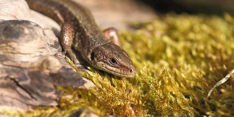 Lizards might lose their gut bacteria to climate change—and that’s not great