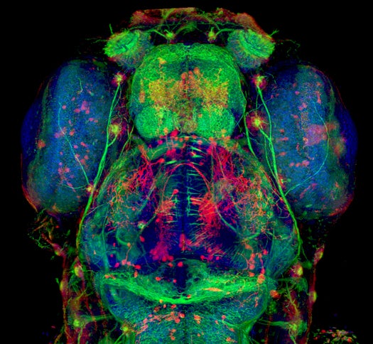 Second Place: Five-Day-Old Zebrafish Head