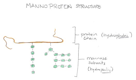 Mannoproteins are a protein -- a polypeptide -- onto which mannose (a sugar) molecules are attached. The protein, in orange, is hydrophobic, which means that it hates water. The mannose sidechains are hydrophilic: water-loving.