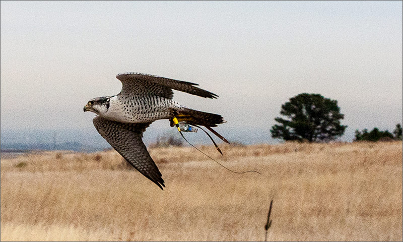 Falcon With GPS Could Save Birds From Wind Turbines