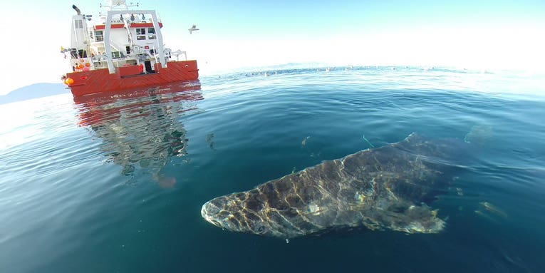 Greenland Sharks Can Live To 400 Years Old