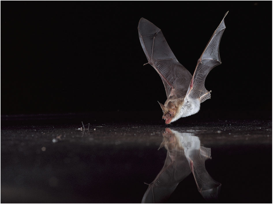 How To Help Bats Taking A Dip In Our Backyard Pools