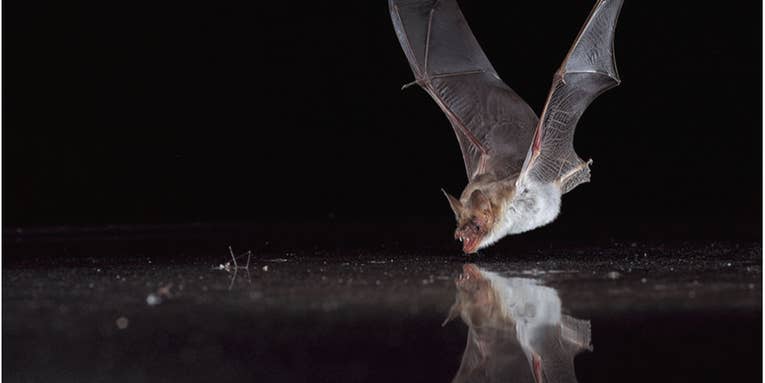 How To Help Bats Taking A Dip In Our Backyard Pools