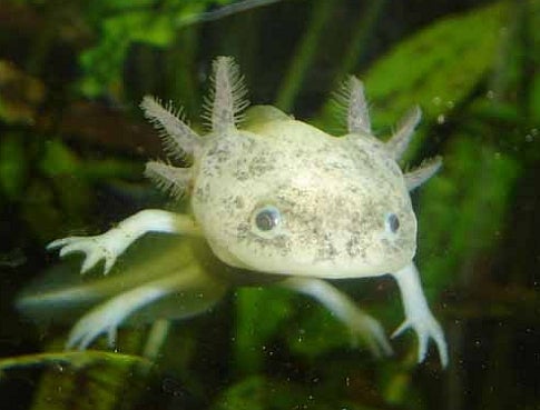 Decline of the Axolotl